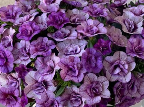 Calibrachoa ( Superbells ) Handy Bushy Blue 15 Pellets