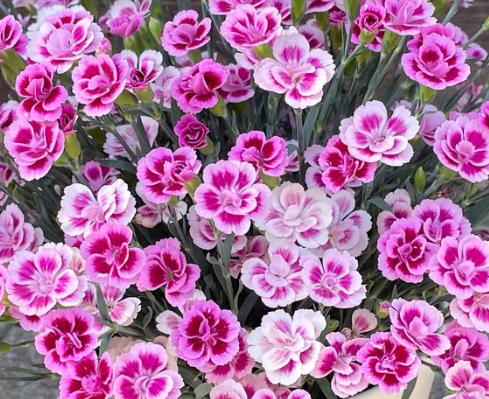 Dianthus ’Pink Kiss’ 100 Seeds