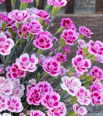 Dianthus ’Pink Kiss’ 100 Seeds