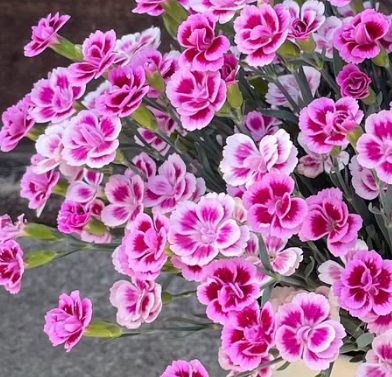 Dianthus ’Pink Kiss’ 100 Seeds