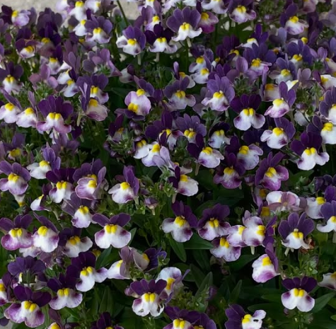 Nemesis Cotton Prune 50 Seeds