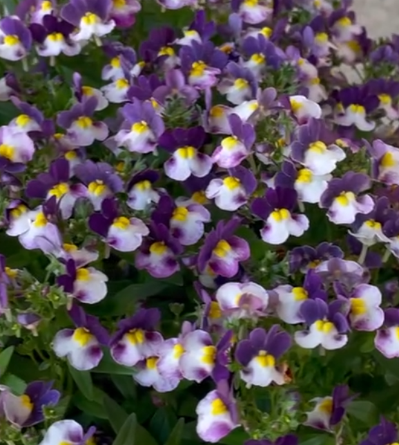 Nemesis Cotton Prune 50 Seeds