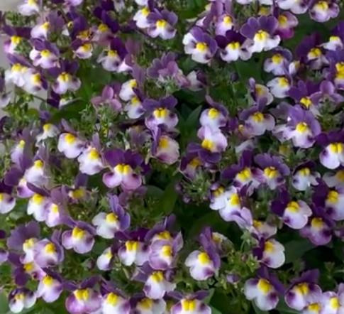 Nemesis Cotton Prune 50 Seeds