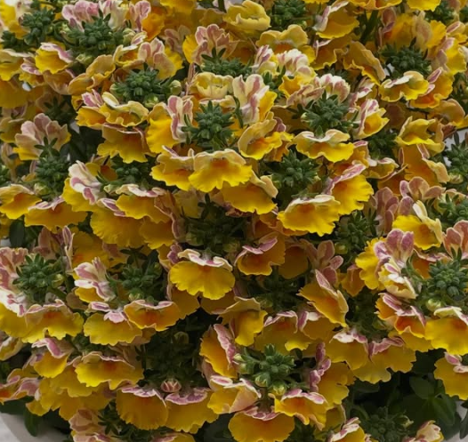 Nemesis Marie Malibu Orange 50 Seeds