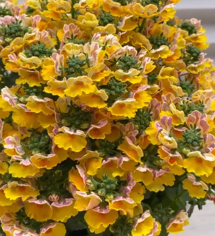 Nemesis Marie Malibu Orange 50 Seeds