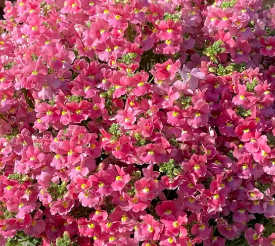 Nemesis Salmon Pink 50 Seeds
