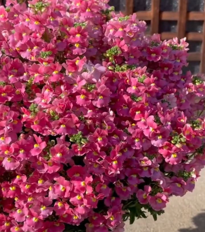 Nemesis Salmon Pink 50 Seeds