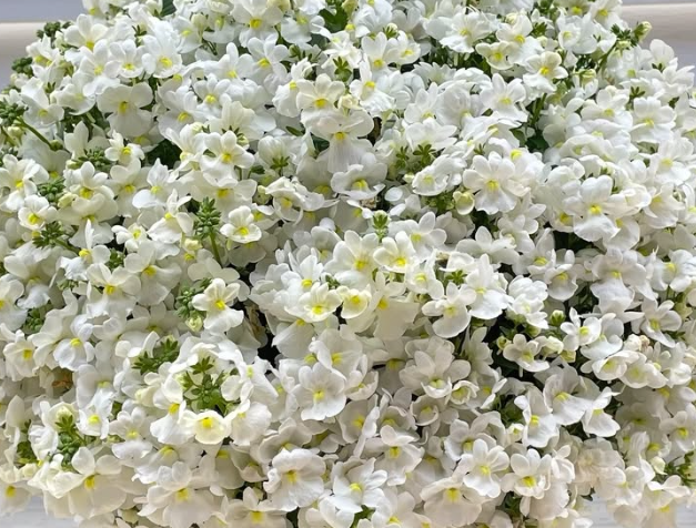 Nemesis Fairy Scrunchie 50 Seeds