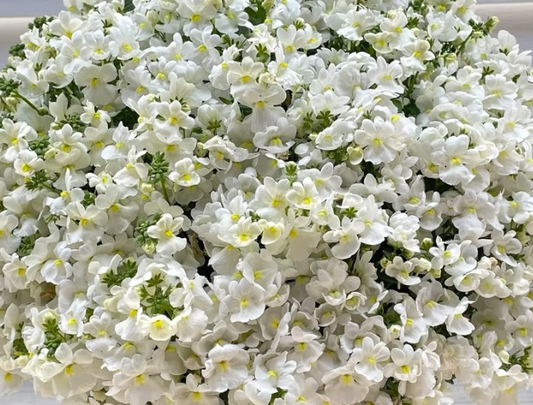 Nemesis Fairy Scrunchie 50 Seeds