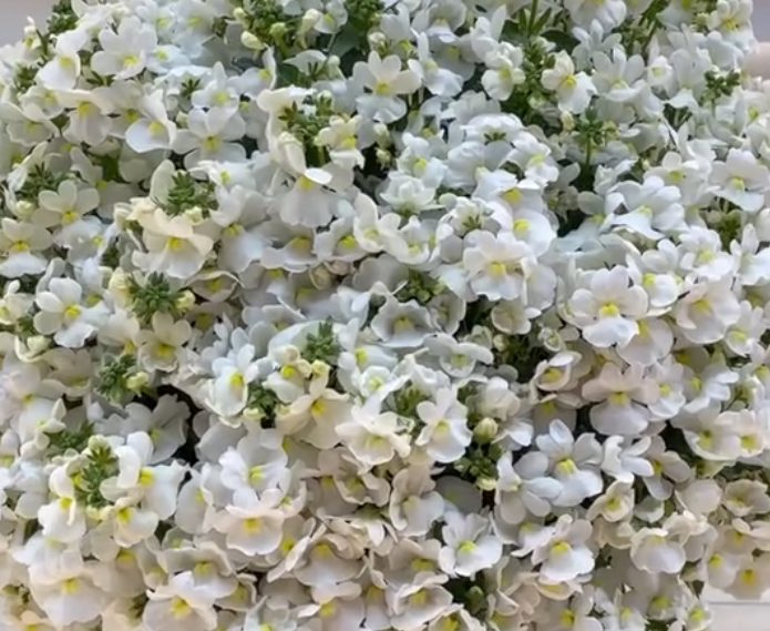 Nemesis Fairy Scrunchie 50 Seeds