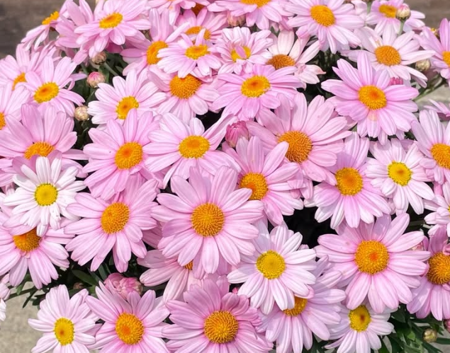 Marguerite Daisies Rosy 50 Seeds