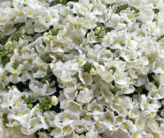 Nemesis Fairy Chouchou 50 Seeds