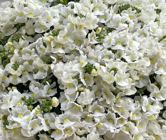 Nemesis Fairy Chouchou 50 Seeds