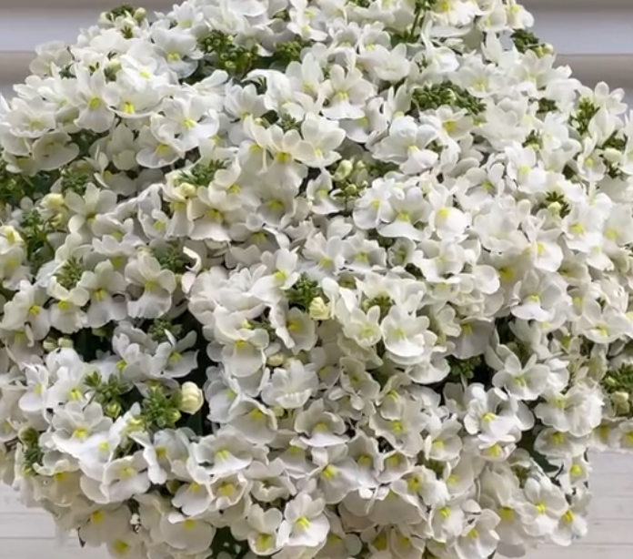 Nemesis Fairy Chouchou 50 Seeds