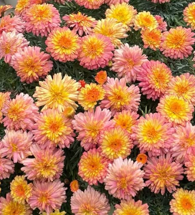 Marguerite Daisies Marmalade Soufflé 50 Seeds