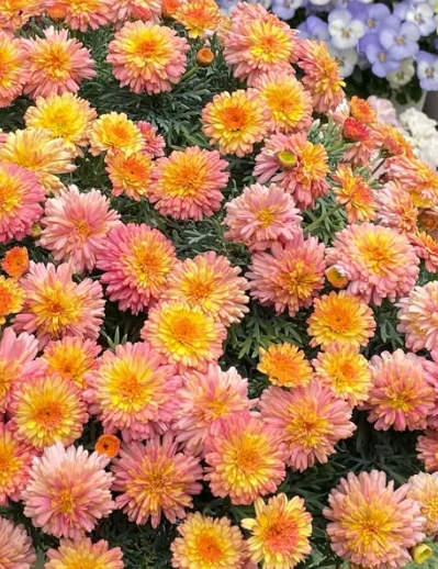 Marguerite Daisies Marmalade Soufflé 50 Seeds