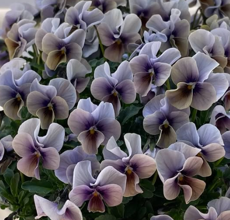 Pansy Japan Series Aizuki 60 Seeds
