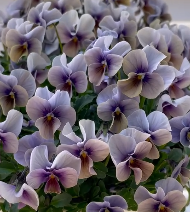 Pansy Japan Series Aizuki 60 Seeds