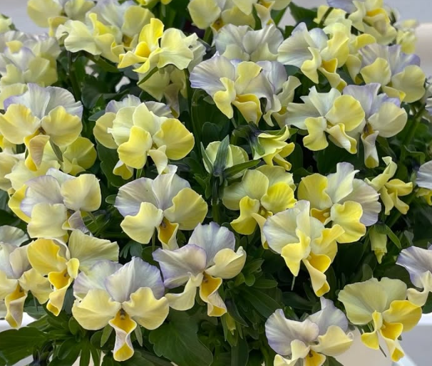 Pansy Japan Series Elephant 60 Seeds