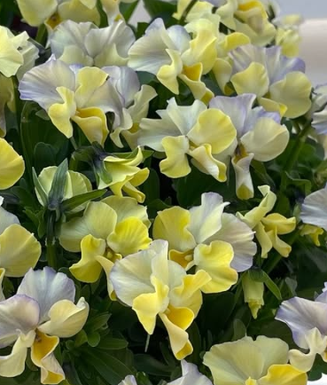 Pansy Japan Series Elephant 60 Seeds