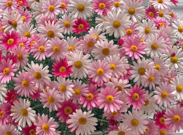Marguerite Daisies Strawberry Whip 50 Seeds