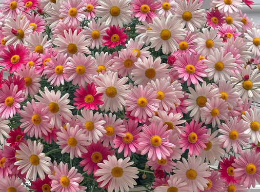Marguerite Daisies Strawberry Whip 50 Seeds