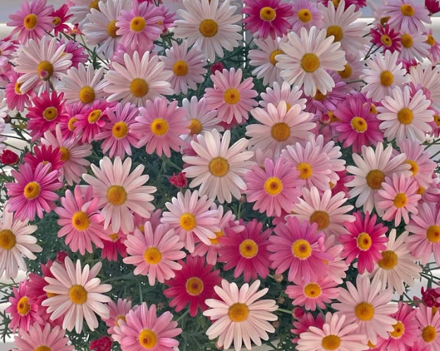 Marguerite Daisies Strawberry Whip 50 Seeds