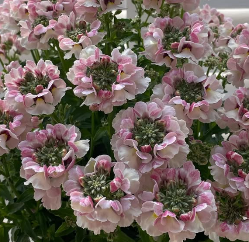 Nemesis Marie Shell Peach 50 Seeds