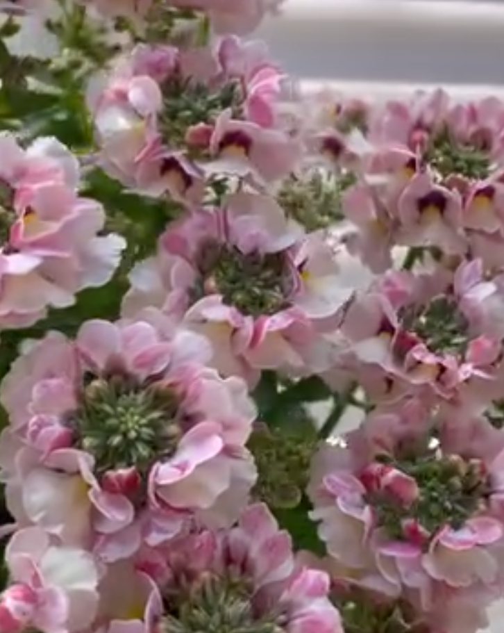 Nemesis Marie Shell Peach 50 Seeds
