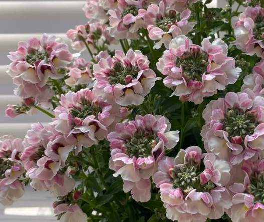 Nemesis Marie Shell Peach 50 Seeds
