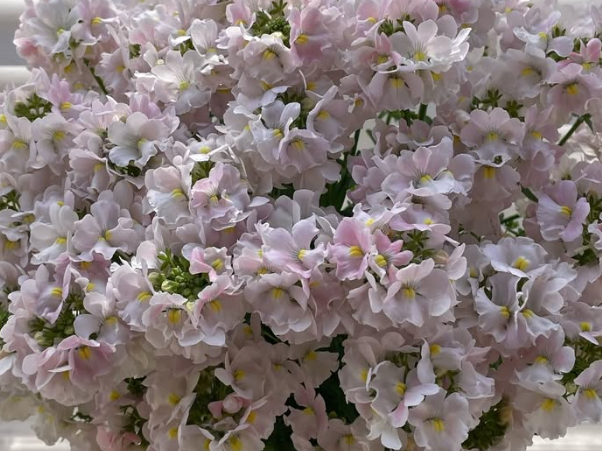 Nemesis Maetel Helene 50 Seeds
