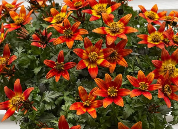 Bidens Camp fire Hot Orange 50 Seeds