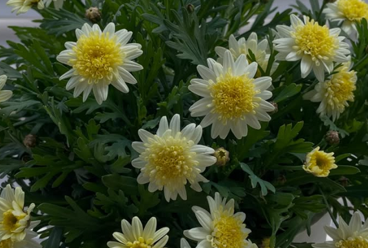 Marguerite Daisies Lemon Yellow 50 Seeds