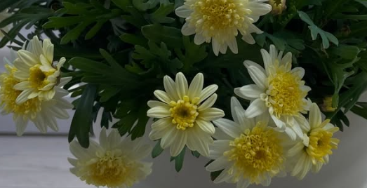 Marguerite Daisies Lemon Yellow 50 Seeds