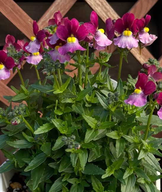 Nemesis Aromance Vanilla Cherry 50 Seeds