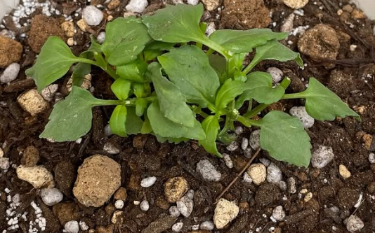 Nemesis Aromance Vanilla Cherry 50 Seeds