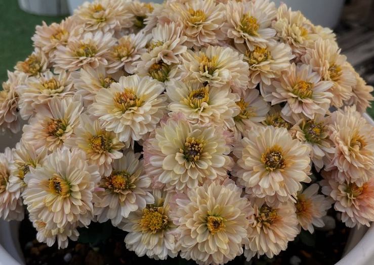 Chrysanthemum à la Mode Apricot 100 Seeds