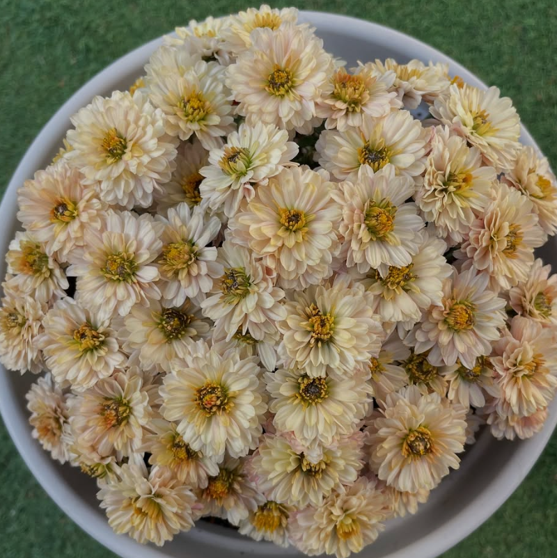Chrysanthemum à la Mode Apricot 100 Seeds
