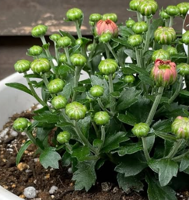 Chrysanthemum à la Mode Apricot 100 Seeds