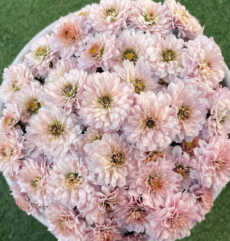 Chrysanthemum à la Mode Salmon 100 Seeds