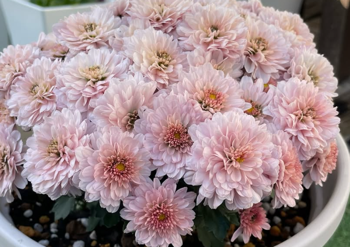 Chrysanthemum à la Mode Salmon 100 Seeds