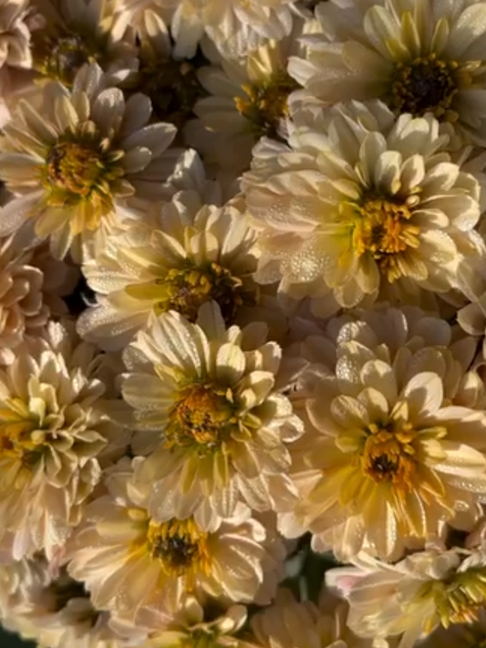 Chrysanthemum à la Mode Apricot 100 Seeds