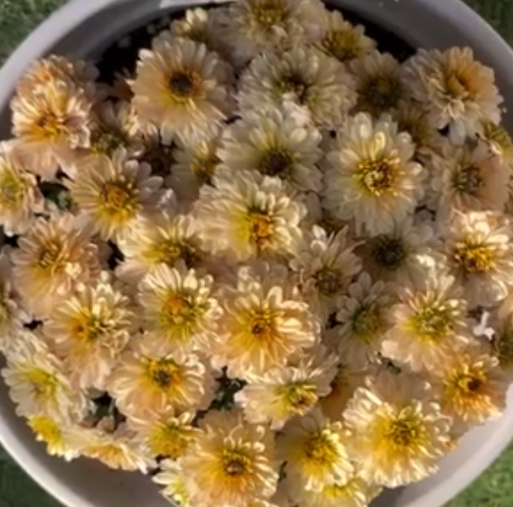 Chrysanthemum à la Mode Apricot 100 Seeds