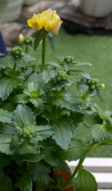 Nemesis Malibu Orange 50 Seeds