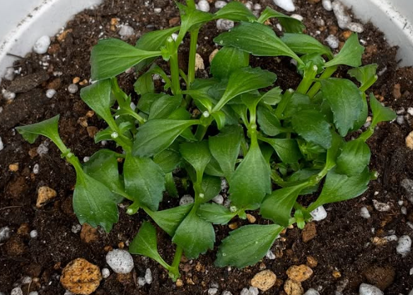 Nemesis Malibu Orange 50 Seeds