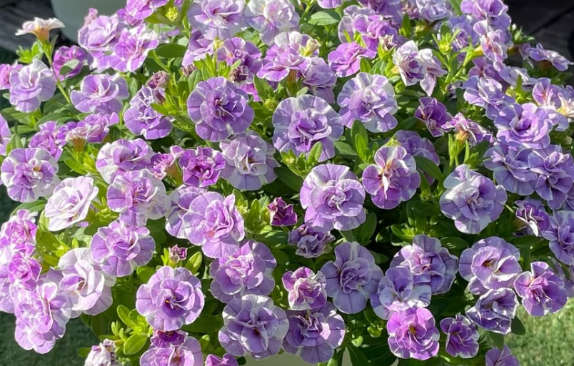 Calibrachoa ( Superbells ) Lupie Lavender 15 Pellets