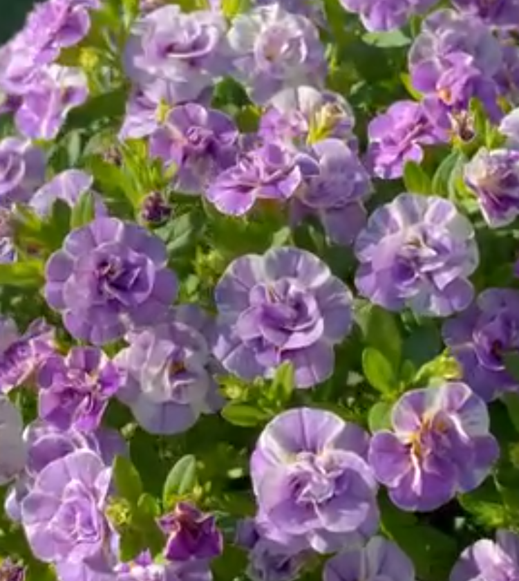 Calibrachoa ( Superbells ) Lupie Lavender 15 Pellets