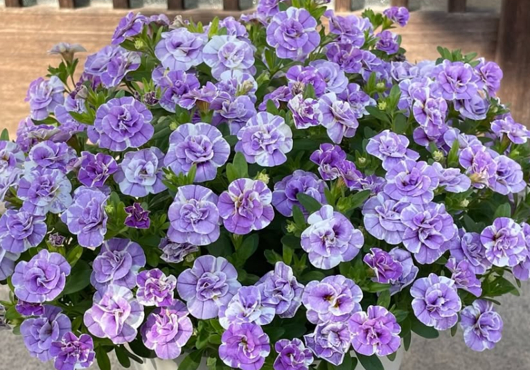 Calibrachoa ( Superbells ) Lupie Lavender 15 Pellets