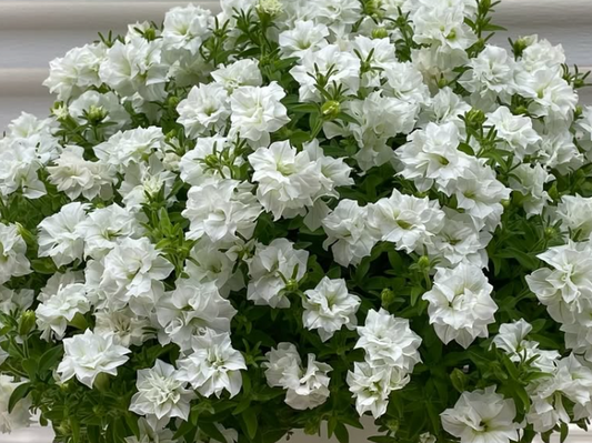 Petunia Frill White 200 Seeds