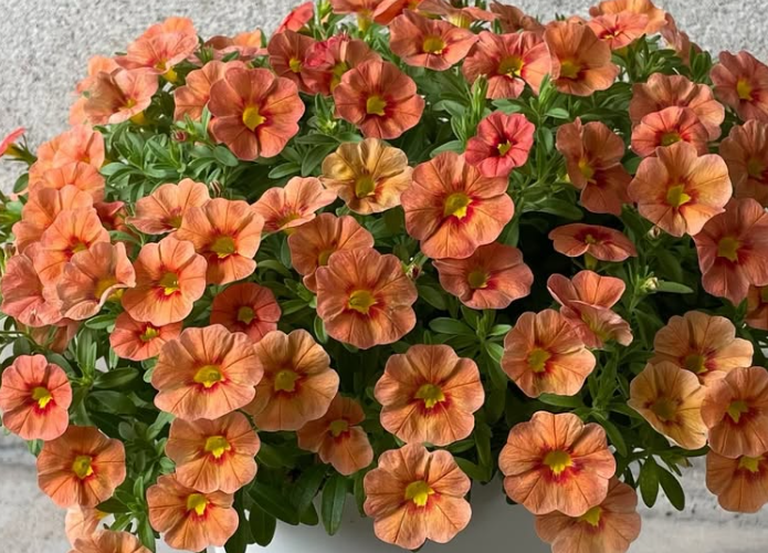 Calibrachoa ( Superbells ) Iconic Orange 15 Pellets